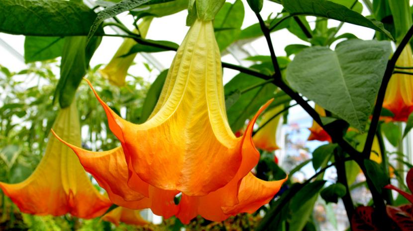 Datura naranja