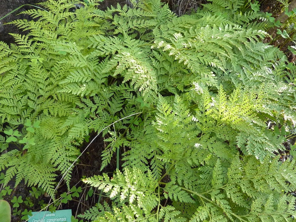 Davallia canariensis, el helecho de pata de conejo