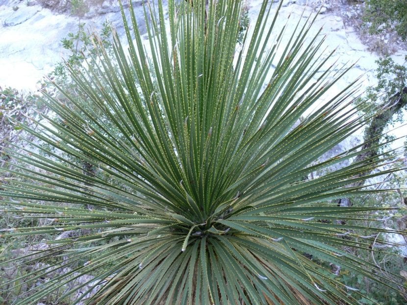 Dasylirion acrotriche var. parryanum