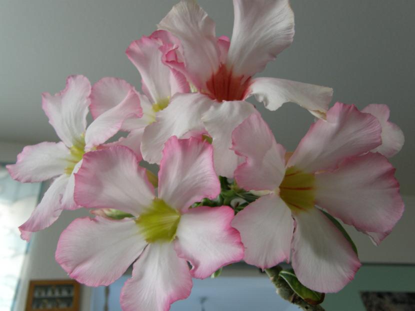 Rosa del desierto