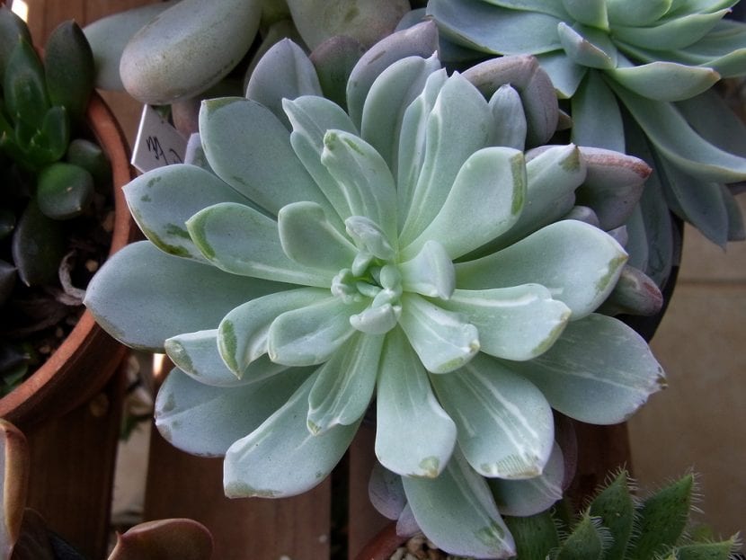 Pachyveria 'Scheideckeri'