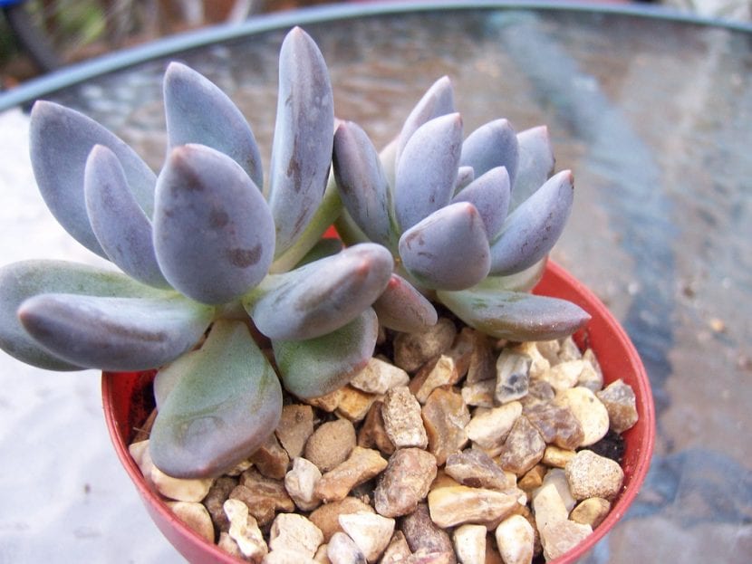 Pachyveria blue mist