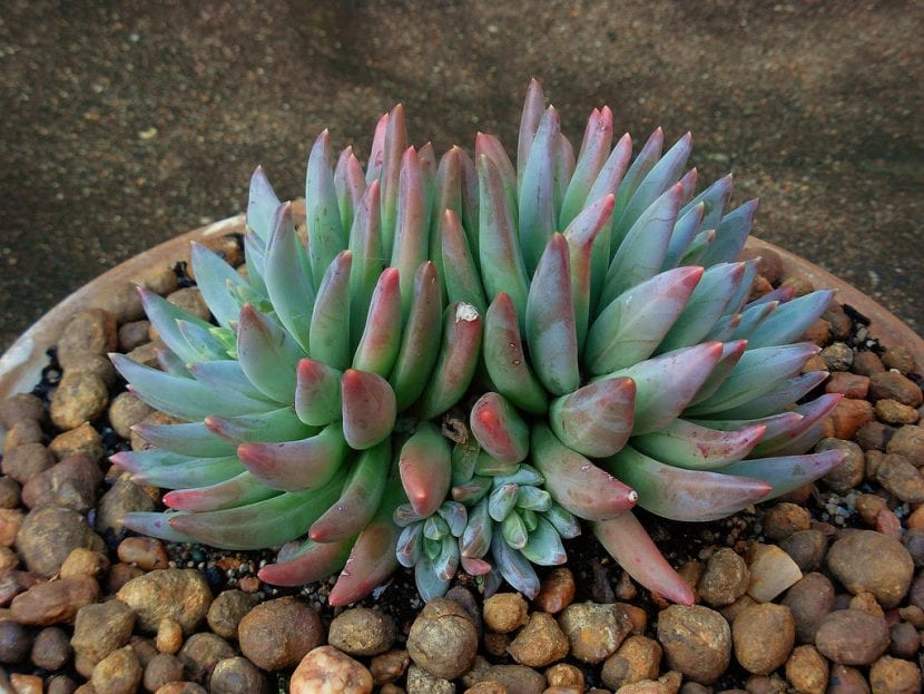 Pachyveria glauca