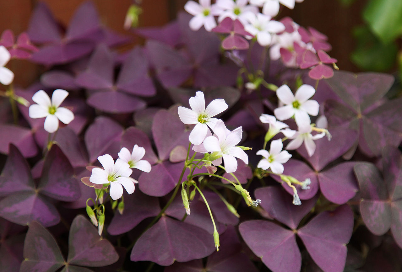 Planta mariposa: cuidados del Oxalis triangularis