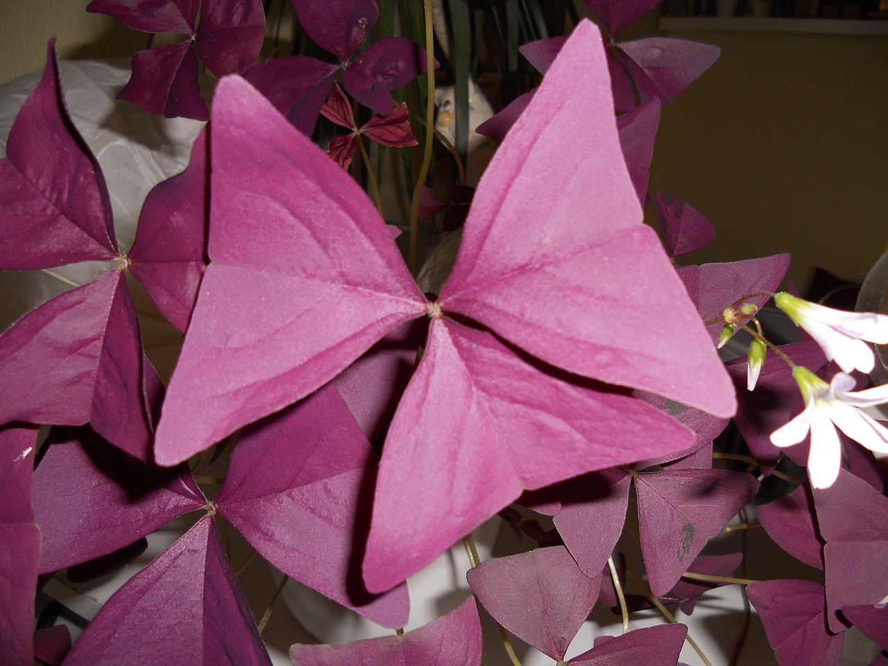 El trébol morado es una planta de rápido crecimiento