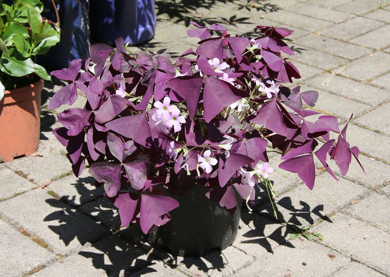 El trébol morado es una planta herbácea