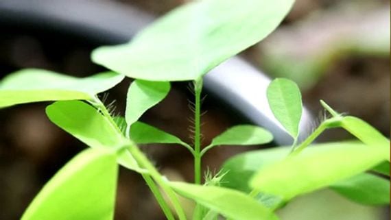Desmodium gyrans