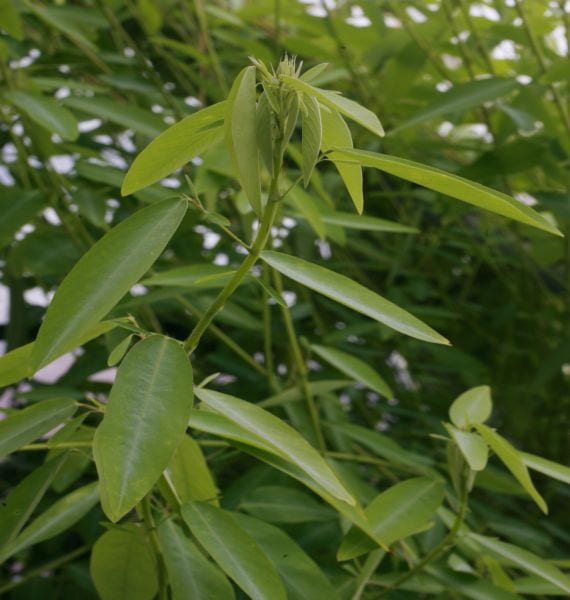 Desmodium gyrans: la planta telegrafo que se mueve sola