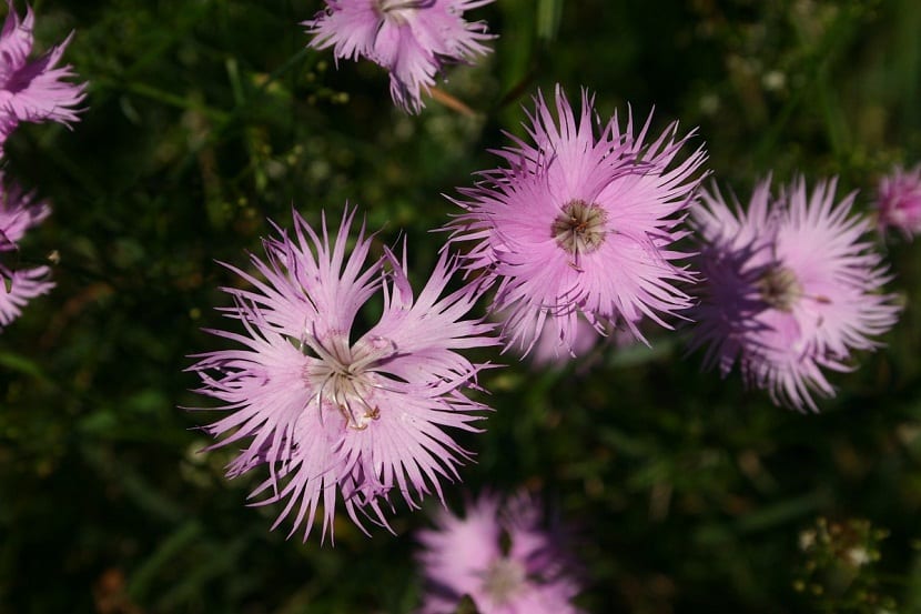Preciosas flores de color rosa chicle llamadas Dianthus hyssopifolius