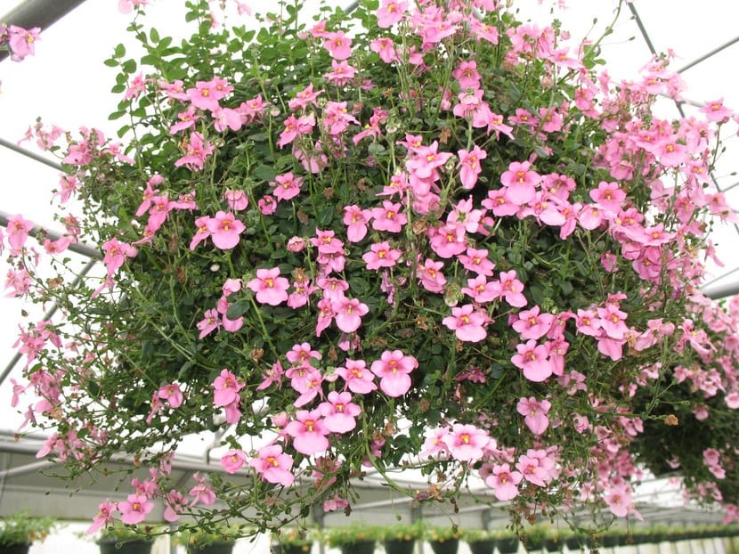 Diascia: cultivo, riego y recorte para que rebrote