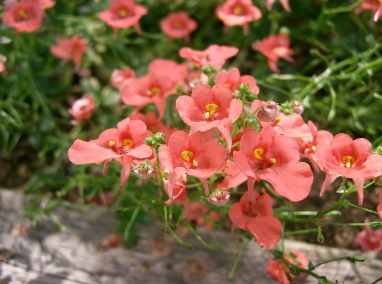 Diascia en flor cubriendo el borde de un macizo