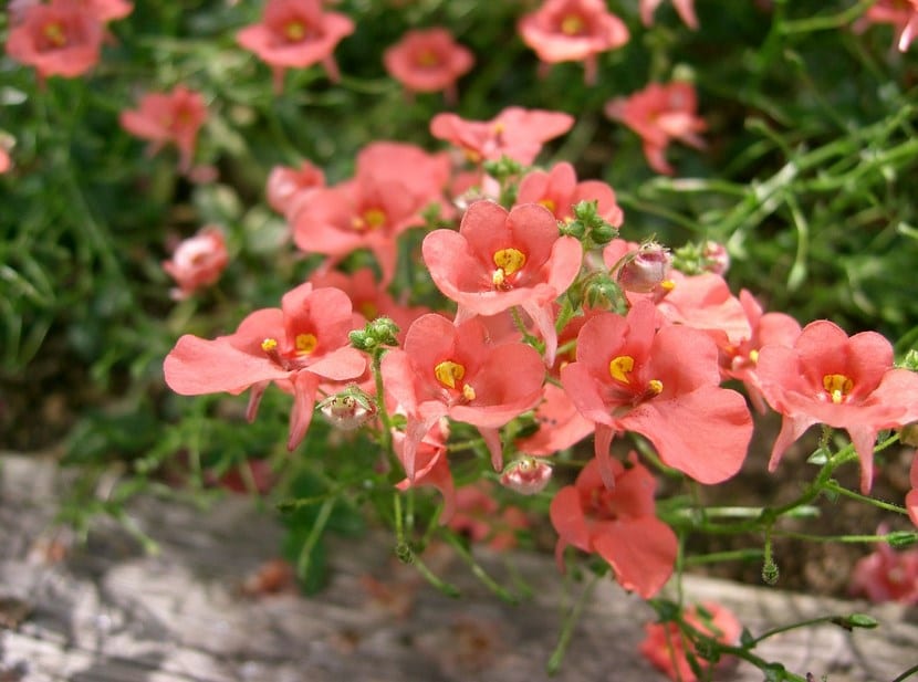 Diascia o reina rosada