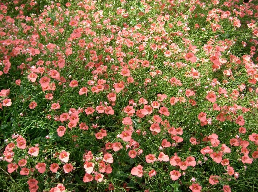 Vista de la Diascia 'Coral Belle'