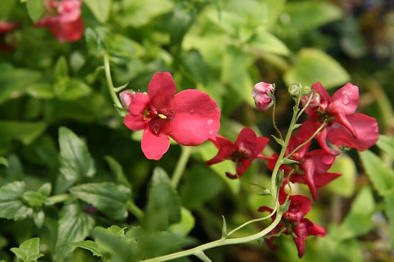 Flores de la Diascia