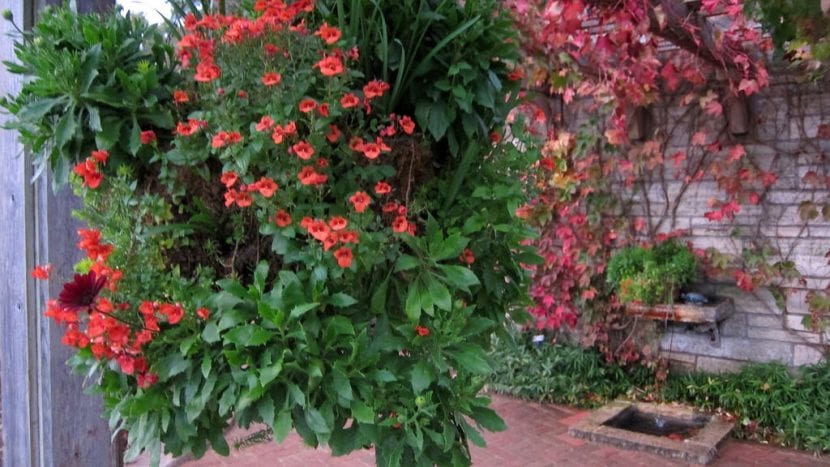 Planta de Diascia en un patio