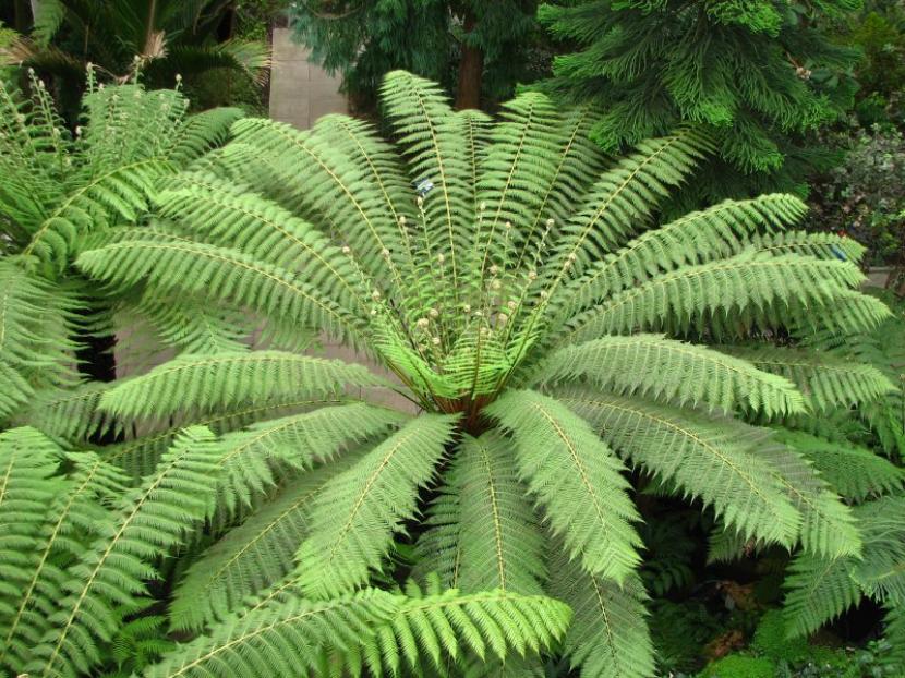Dicksonia antarctica: el helecho arbóreo que aguanta heladas