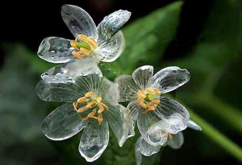 Diphylleia grayi, la flor de cristal