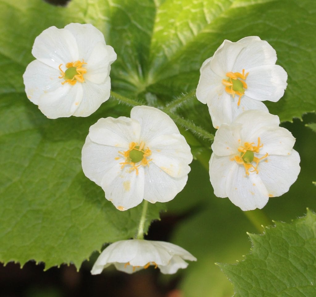 Planta de Diphylleia grayi