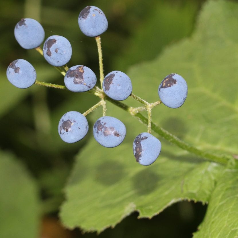 Frutos azul metálico de Diphylleia grayi sobre pedicelos rojos