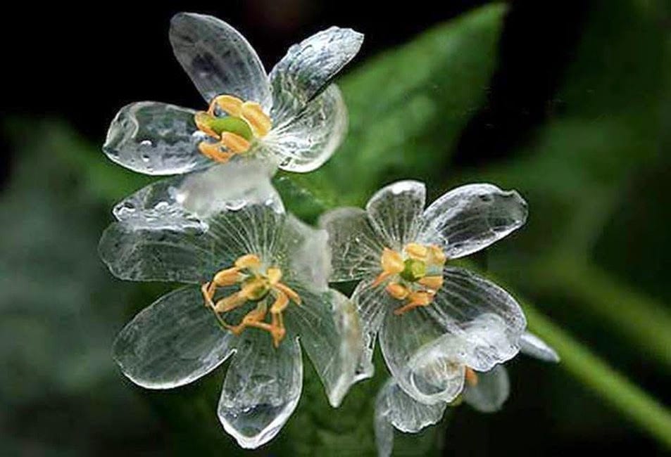 Diphylleia grayi: la flor que transparenta con la lluvia