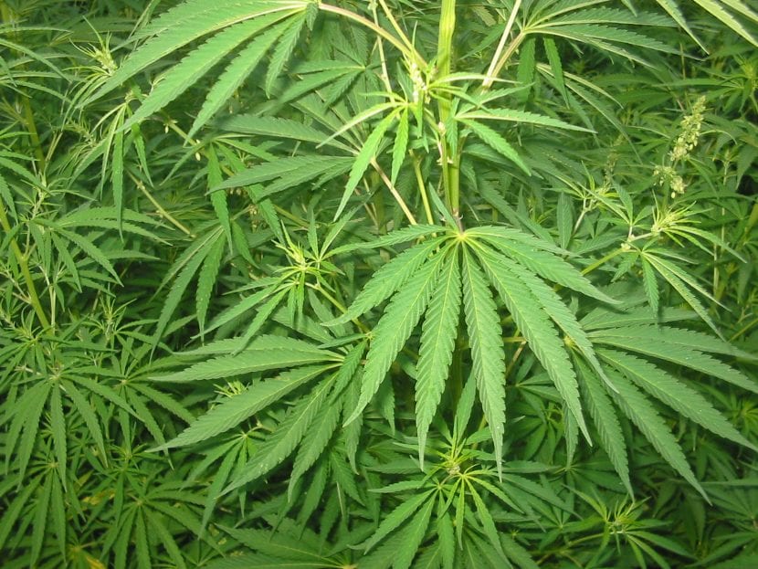 Detalle de las hojas del Cannabis