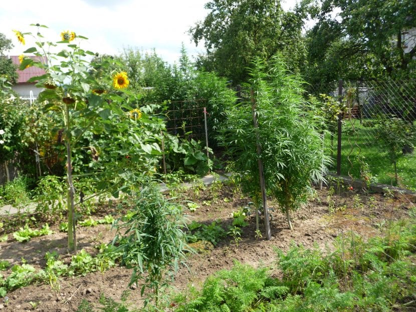 Plantas de Cannabis plantadas en el suelo