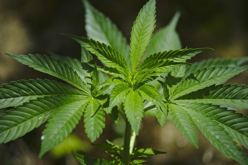 Hojas de la planta del Cannabis