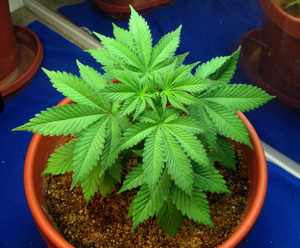 Dónde plantar cannabis: marco legal en España y ubicación