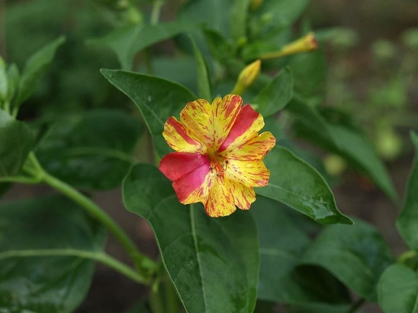 flor con varios colores