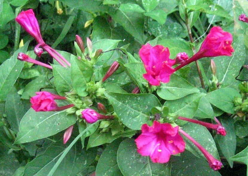 flores del dondiego de noche