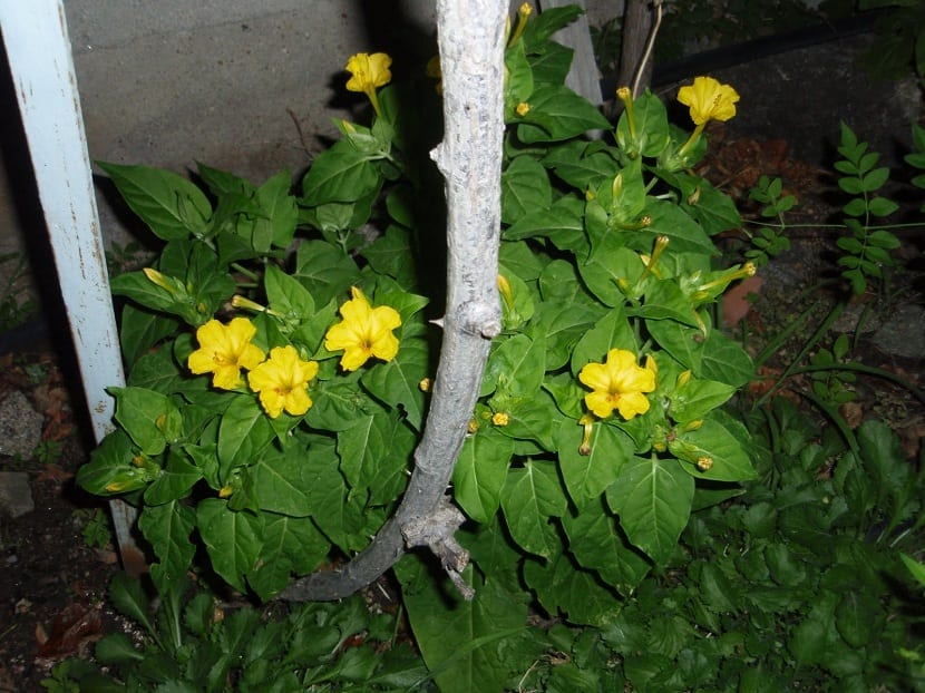 mirabilis jalapa por de noche con sus flores abiertas