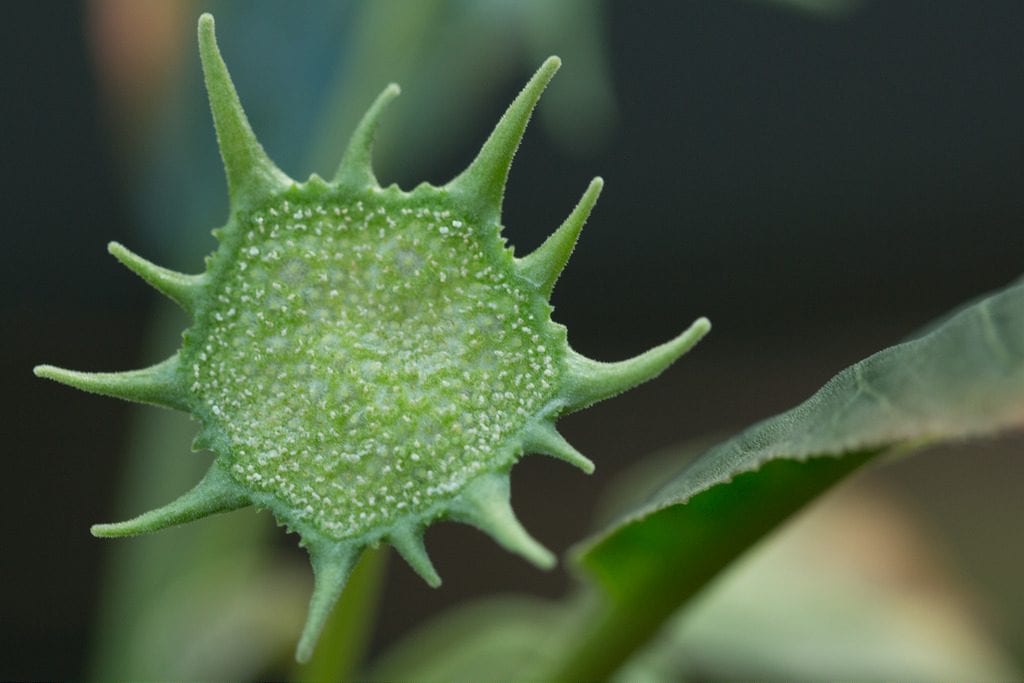 Flor de Dorstenia foetida