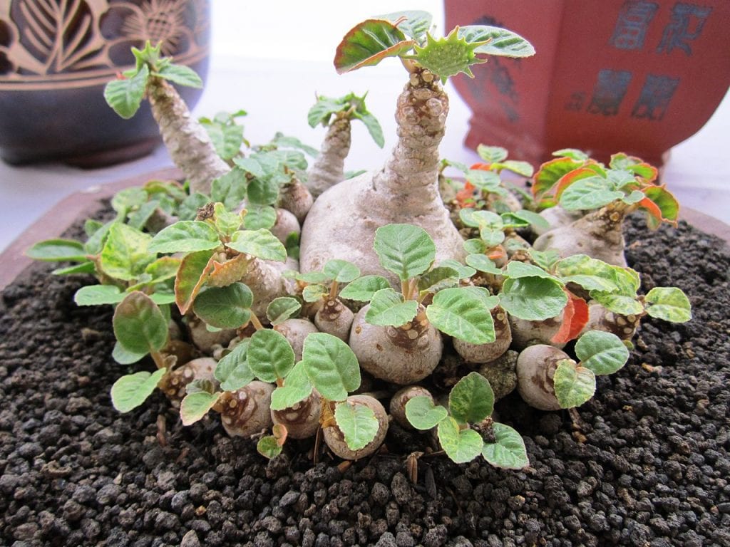 Dorstenia foetida 