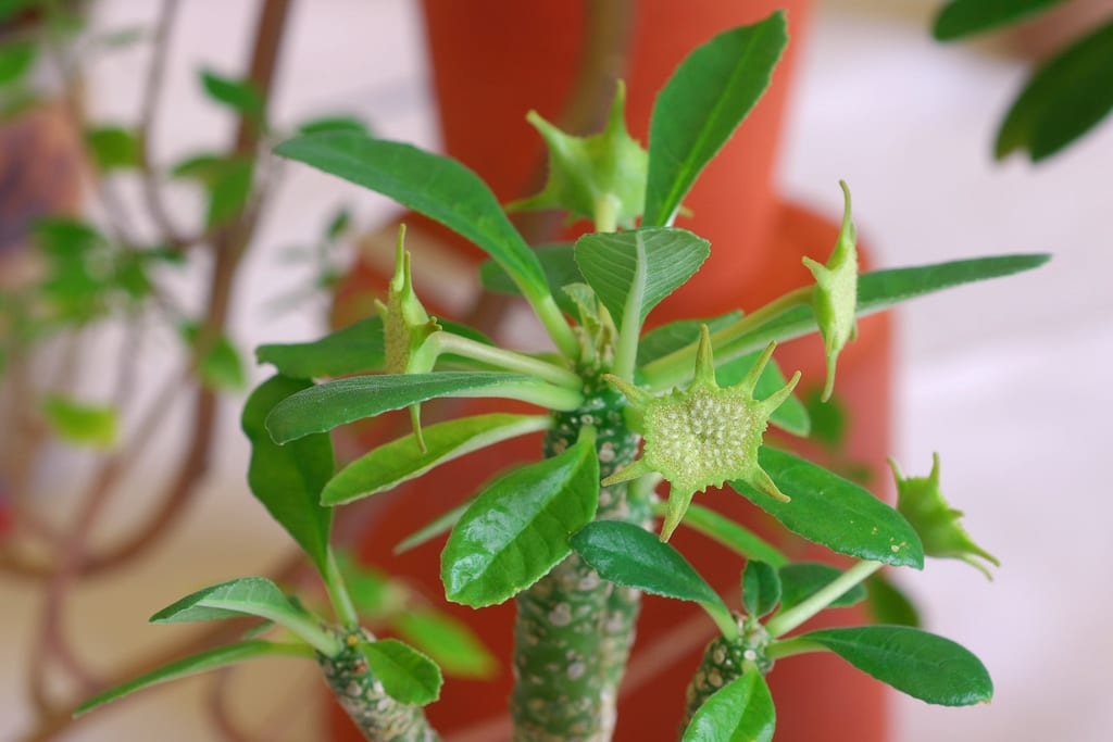 Dorstenia foetida: la suculenta con flor de higo
