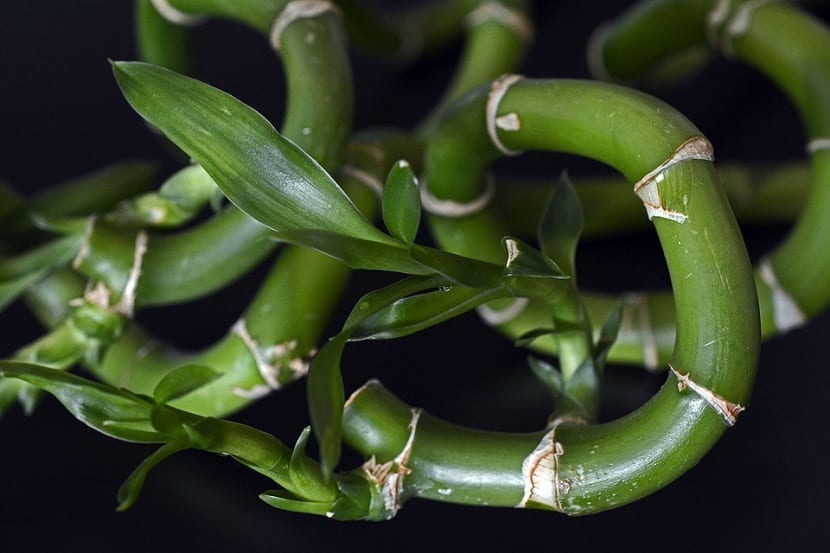 Bambú de la suerte: cultivo en agua y espirales