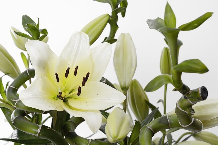 decoracion con Bambu de la suerte y una flor de lirio blanco