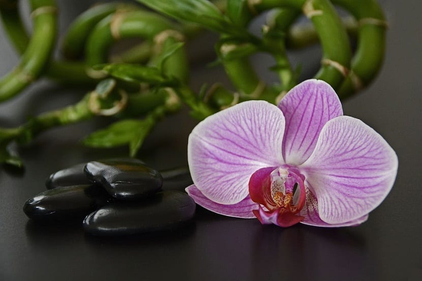 decoracion con Bambu de la suerte y una orquidea