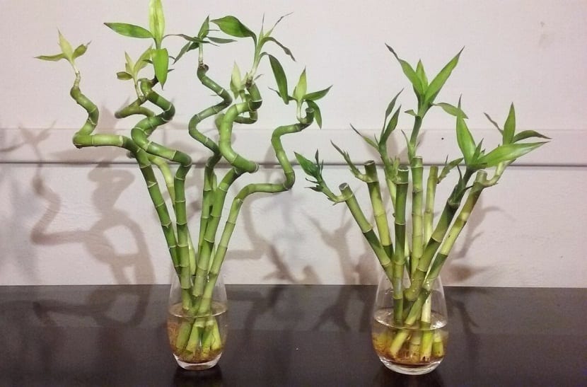 dos botes de agua con bambu de la suerte y con hojas verdes 