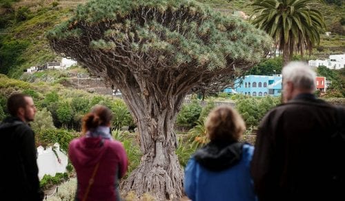 El drago milenario de Icod de los Vinos, en Tenerife