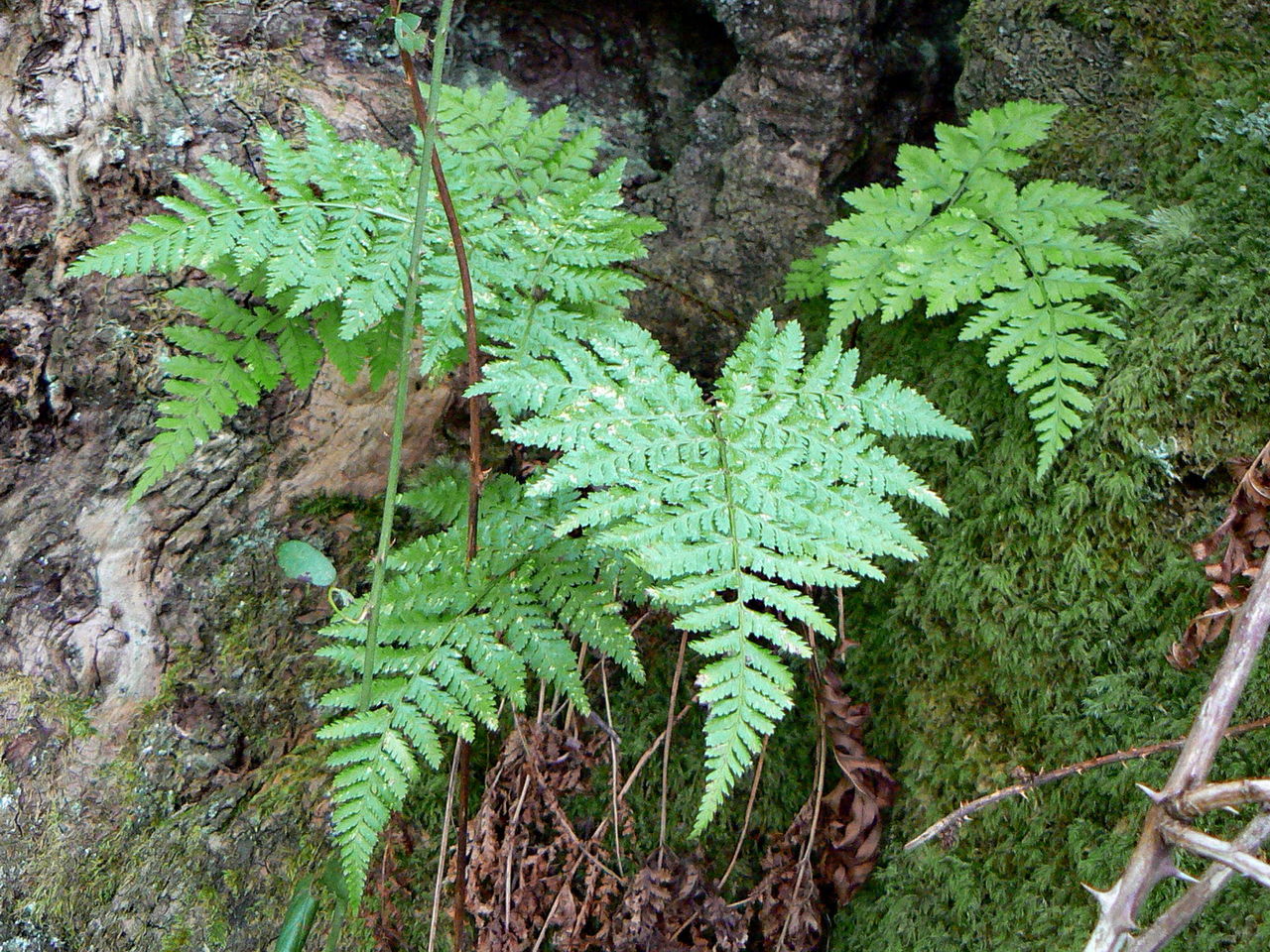 Vista del Dryopteris aemula