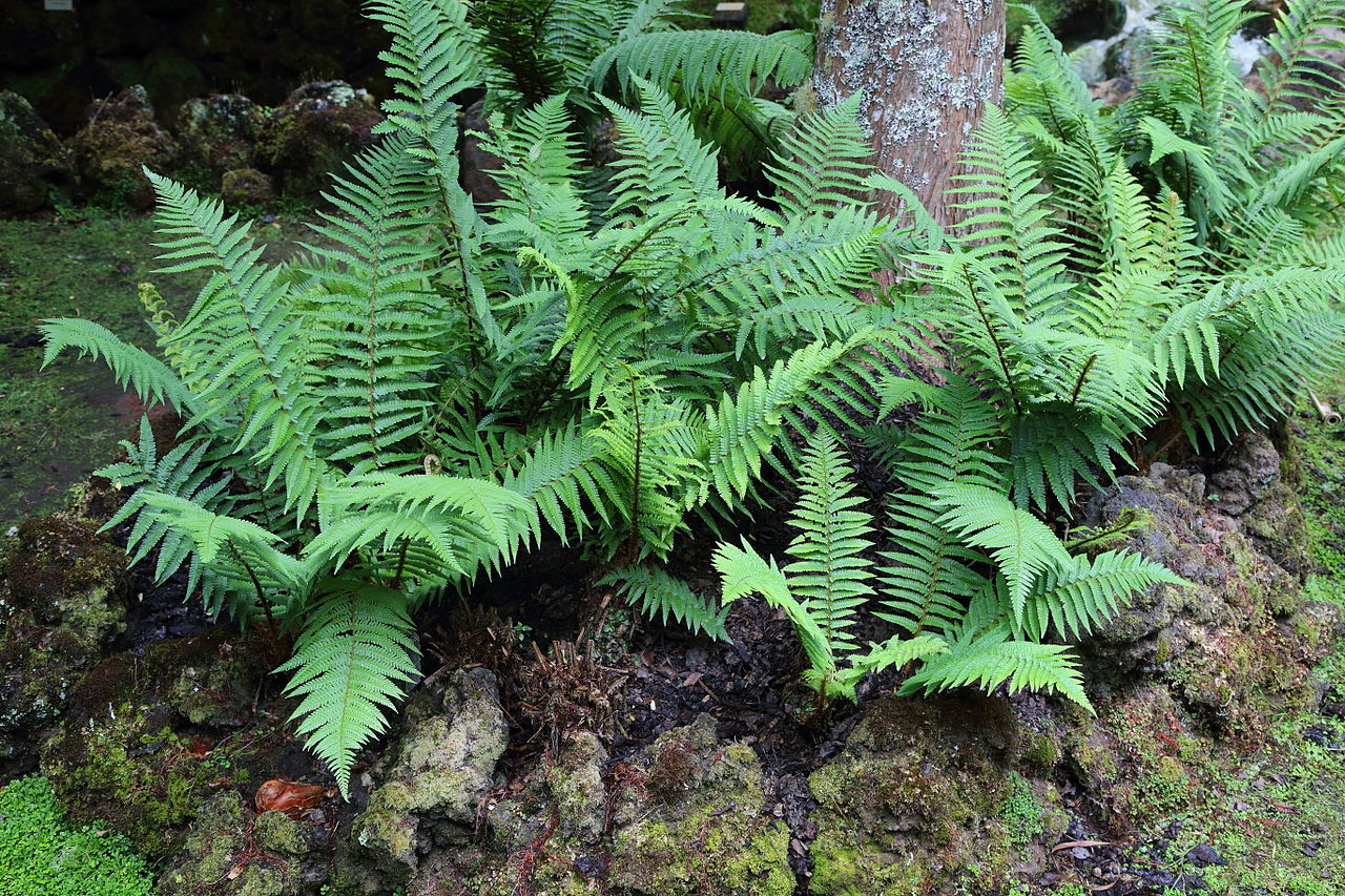 Vista del Dryopteris affinis