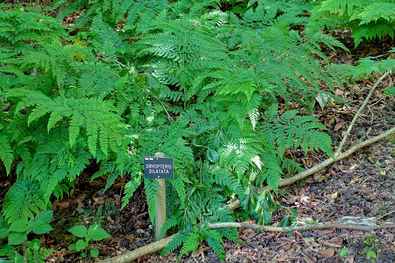 Vista del Dryopteris dilatata