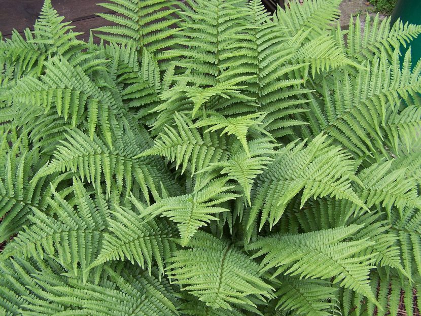 Mata de Dryopteris filix-mas con las frondes desplegadas en un sotobosque