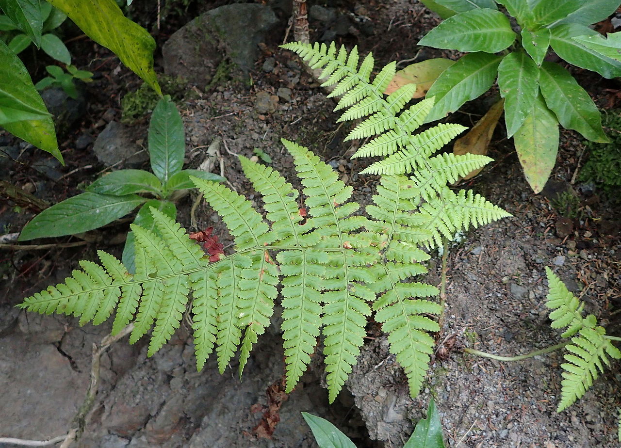 Vista del Dryopteris guanchica