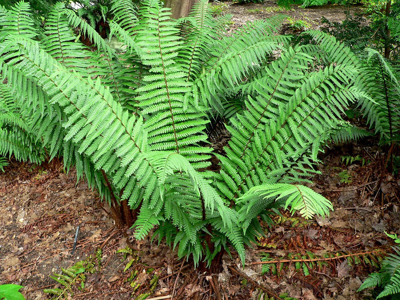 Vista del Dryopteris wallichiana