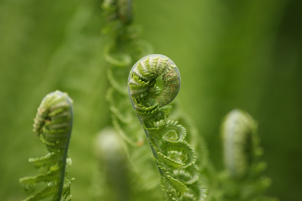Los Dryopteris son helechos ornamentales