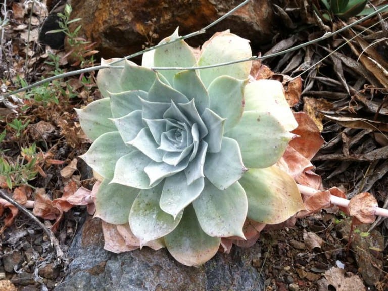 Dudleya pulverulenta con hojas espatuladas blanquecinas