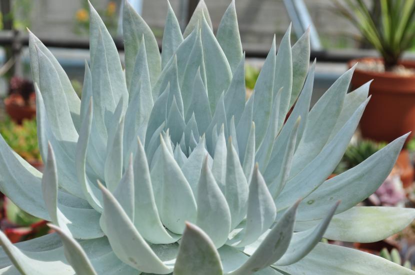 Dudleya: cuidados de las suculentas de pruina blanca