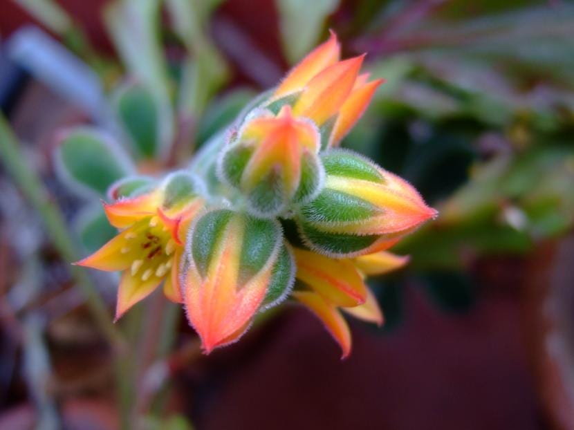 Flores de la Echeveria pulvinata
