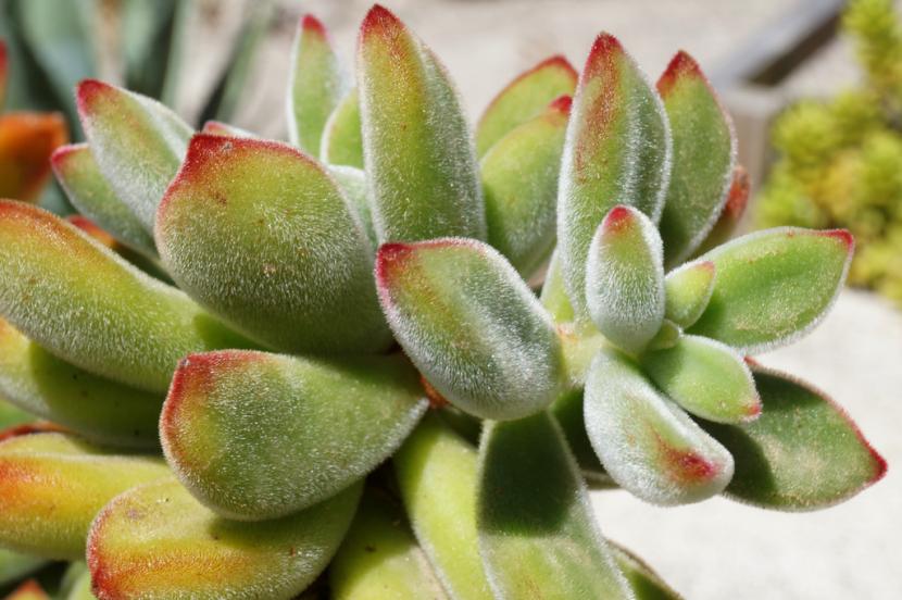 Echeveria pulvinata